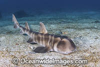 Japanese Bullhead Shark Photo - Andy Murch