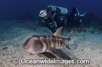 Japanese Bullhead Shark Photo - Andy Murch