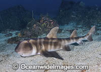Japanese Bullhead Shark Photo - Andy Murch