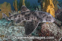 Galapagos Bullhead Shark Photo - Andy Murch