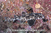 Galapagos Bullhead Shark Photo - Andy Murch
