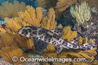 Galapagos Bullhead Shark Photo - Andy Murch
