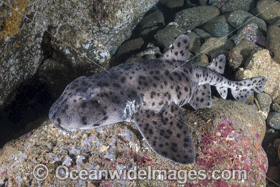 Galapagos Bullhead Shark photo