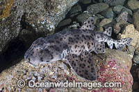 Galapagos Bullhead Shark Photo - Andy Murch