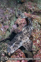 Galapagos Bullhead Shark Photo - Andy Murch