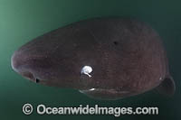 Pacific Sleeper Shark Photo - Andy Murch