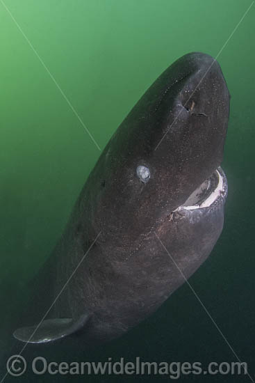 Pacific Sleeper Shark photo Pacific Sleeper Shark photo