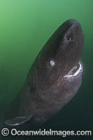Pacific Sleeper Shark Photo - Andy Murch