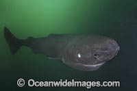 Pacific Sleeper Shark Photo - Andy Murch