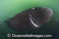 Pacific Sleeper Shark Photo - Andy Murch