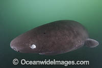 Pacific Sleeper Shark Photo - Andy Murch