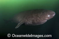 Pacific Sleeper Shark Photo - Andy Murch