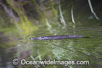 Platypus Photo - Gary Bell