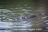 Platypus Photo - Gary Bell