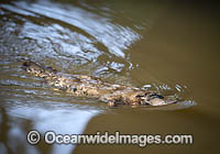 Platypus Photo - Gary Bell