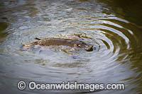 Platypus Photo - Gary Bell