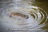 Platypus Photo - Gary Bell
