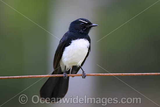 Willie Wagtail photo