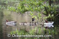 Australian Wood Ducks Photo - Gary Bell