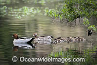 Australian Wood Ducks Photo - Gary Bell