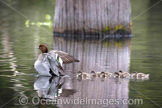 Australian Wood Ducks photo Australian Wood Ducks photo