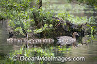 Australian Wood Ducks Photo - Gary Bell