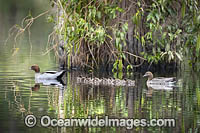 Australian Wood Ducks Photo - Gary Bell