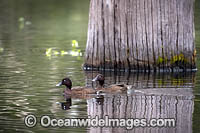 Hardhead Photo - Gary Bell