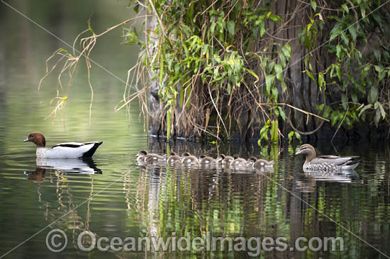 Australian Wood Ducks photo Australian Wood Ducks photo