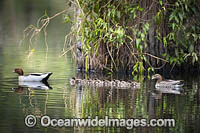 Australian Wood Ducks Photo - Gary Bell