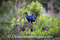 Purple Swamphen Photo - Gary Bell