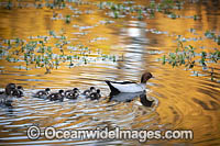 Australian Wood Ducks Photo - Gary Bell
