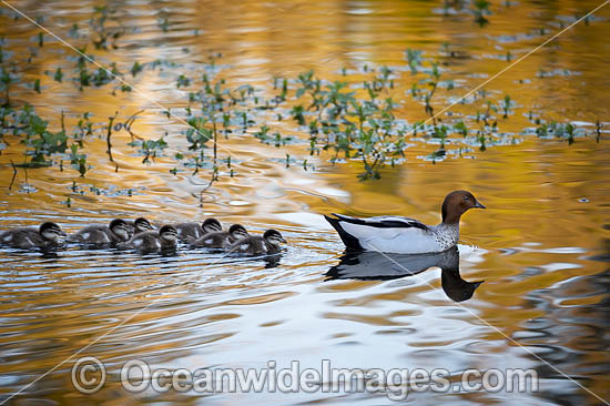 Australian Wood Ducks photo Australian Wood Ducks photo