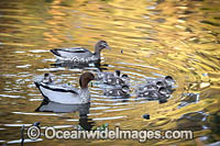 Australian Wood Ducks Photo - Gary Bell