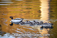 Australian Wood Ducks Photo - Gary Bell