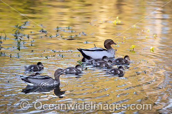Australian Wood Ducks photo Australian Wood Ducks photo