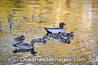Australian Wood Ducks Photo - Gary Bell