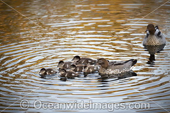 Australian Wood Ducks photo Australian Wood Ducks photo