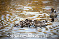 Australian Wood Ducks Photo - Gary Bell