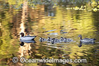 Australian Wood Ducks Photo - Gary Bell