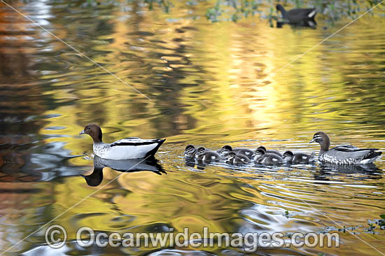 Australian Wood Ducks photo Australian Wood Ducks photo