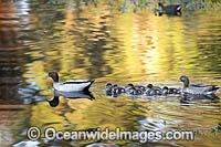 Australian Wood Ducks Photo - Gary Bell