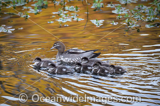 Australian Wood Ducks photo Australian Wood Ducks photo