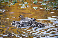 Australian Wood Ducks Photo - Gary Bell