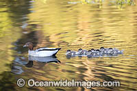 Australian Wood Ducks Photo - Gary Bell