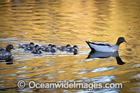 Australian Wood Ducks Photo - Gary Bell