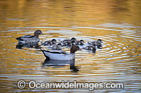 Australian Wood Ducks Photo - Gary Bell