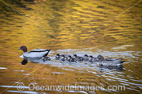 Australian Wood Ducks photo Australian Wood Ducks photo