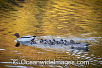 Australian Wood Ducks Photo - Gary Bell