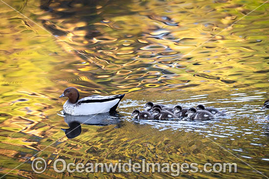 Australian Wood Ducks photo Australian Wood Ducks photo